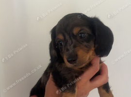 Beautiful Hairy dachshund puppies
