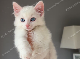 Kitten