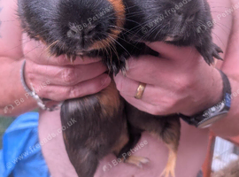 2 bonded males to go to a loving home ready now