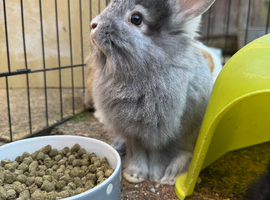 Bunnies for sale