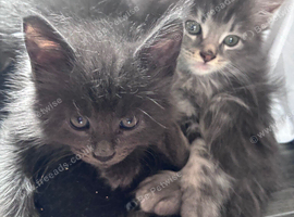 Tica reg Maine coon kittens