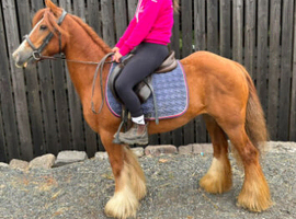 *** MOTHERS DREAM PONY ***