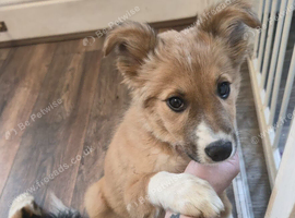 Red border collie girl