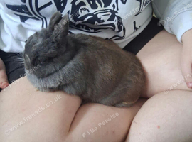 Gorgeous girl rabbit