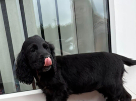 Cocker Spaniel