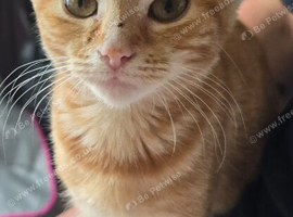 Female 10 week old ginger kitten