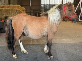 Super cute dun and white registered Shetland