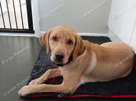 Kc reg labrador girl