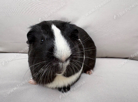 4 month old male guinea pig black & white markings