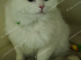 Male Ragdoll Cat - Handsome & Friendly