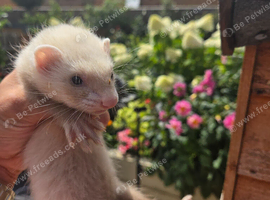 1 male and 2 females left