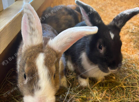 9 week old rabbits for sale