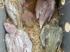 5 Beautiful Chicks &ndash; Albino, Lutino & More