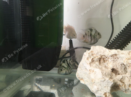 POLAR PARROT FISH & SNOW WHITE PARROT FISH X 3 ( BREEDING ) PLEASE READ BELOW