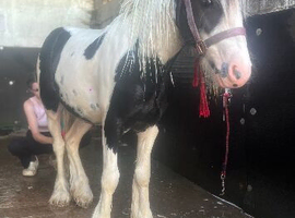 Cob colt