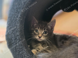 Half Ragdoll Kittens - Mother Ragdoll