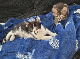 Mixed breed kittens