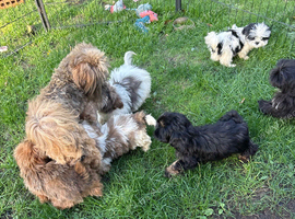Beautiful Shih tzu puppies