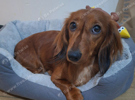 Long haired Miniature dachshund long