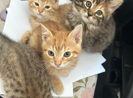 Pixie bob mixed kittens