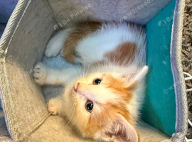 2 gorgeous male kittens for sale x Maine Coon