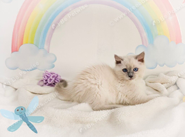GCCF Registered Ragdoll Kittens