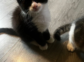 3 beautiful kittens