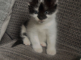 8 weeks old kittens for sale