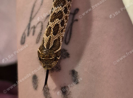 Herm the hognose looking for a new family