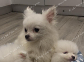 Full Pedigree Pomeranian puppies