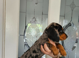 Kc registered dachshund