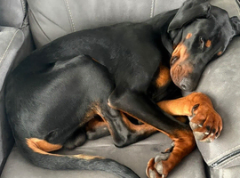 Dobermann