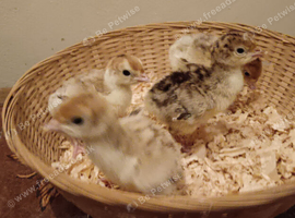 Turkey Poults for sale