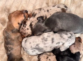 5 boys left available, dachshund puppies
