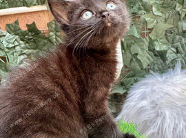 ADORABLE MALE KITTEN