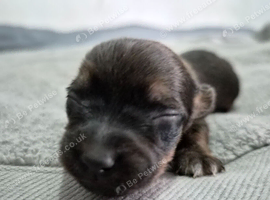 Mixed breed , dachshund and maltese