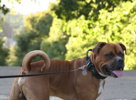 Stunning American Bullweiler for stud
