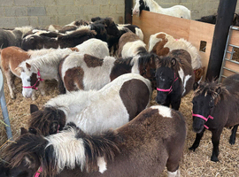 Adorable shetland foals