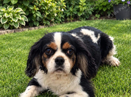 Cavalier King Charles