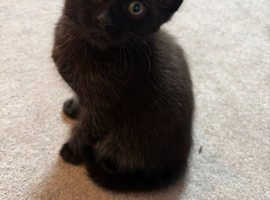Black boy kitten for sale