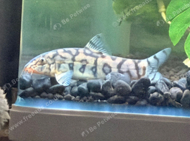 2 Yoyo loach