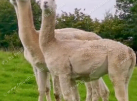 3 male alpacas