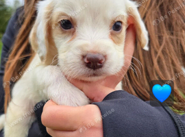 6 beautiful Cocker Spaniels