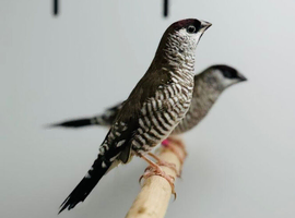 Cherry finches