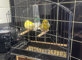 One pair fife canary&rsquo;s fit and healthy