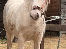 silver Buckskin Colt