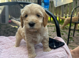 10 beautiful cockapoo puppies