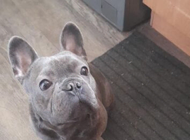 Frankie age 2
