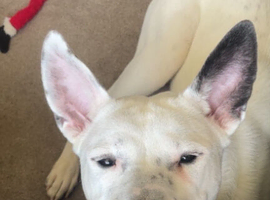 Ozzie is looking for a furever home
