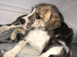 Collie x whippet puppies